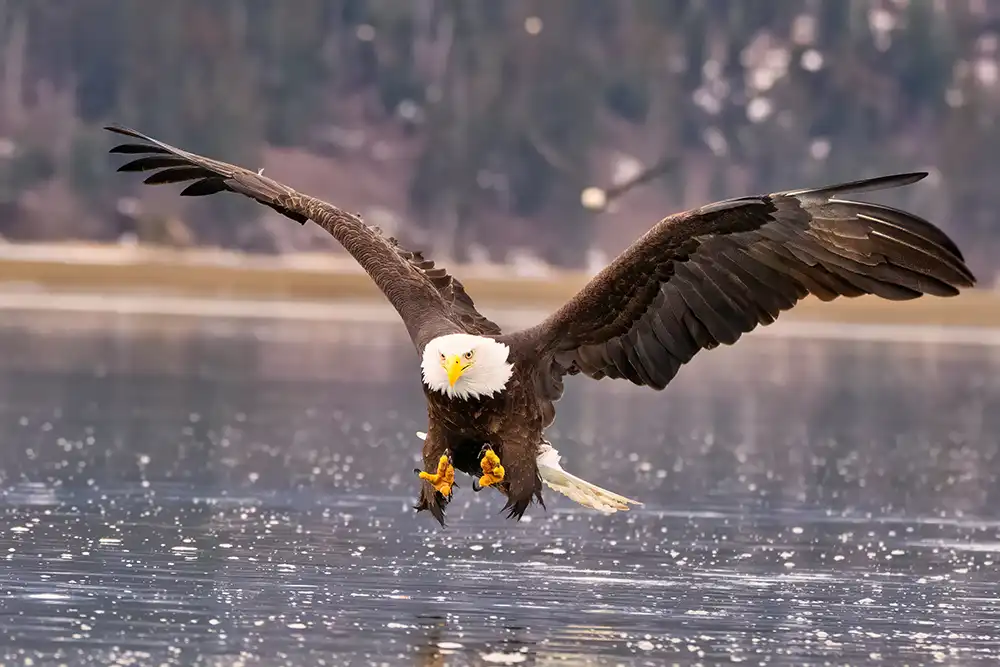 eagle flying lake